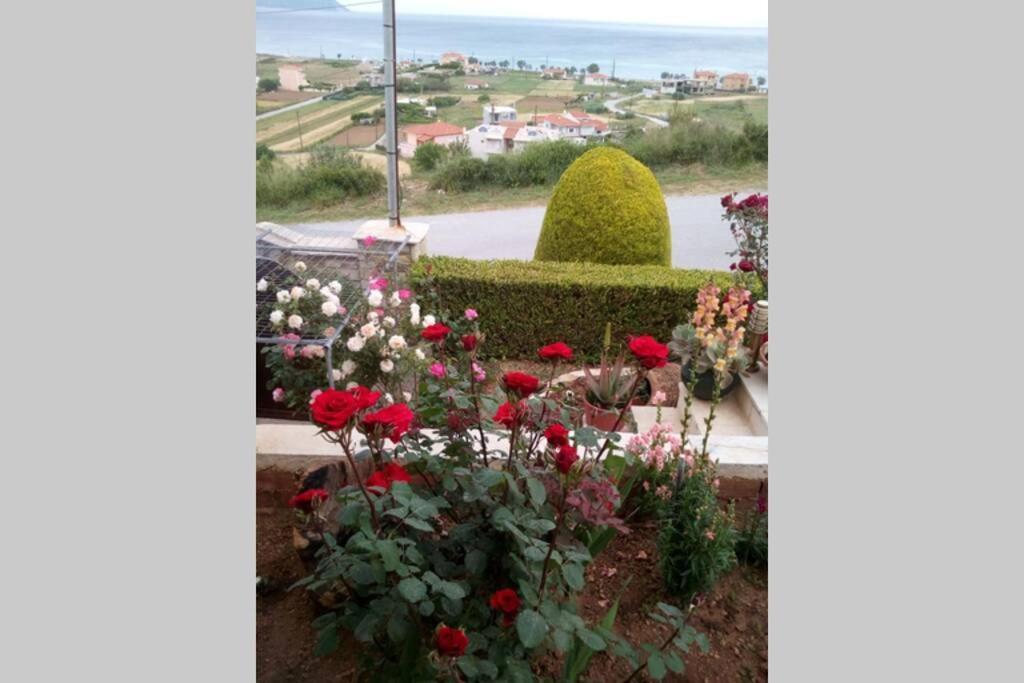 Roses-mourteri *