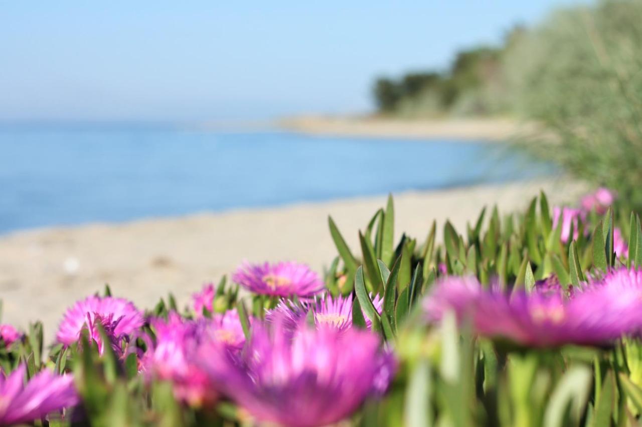Olive Dream Thassos Luxury