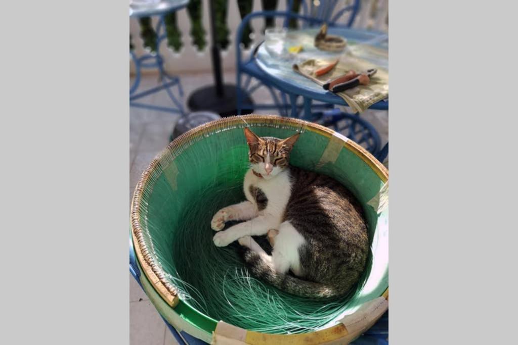 Im Herzen Von Koroni (Messinia)