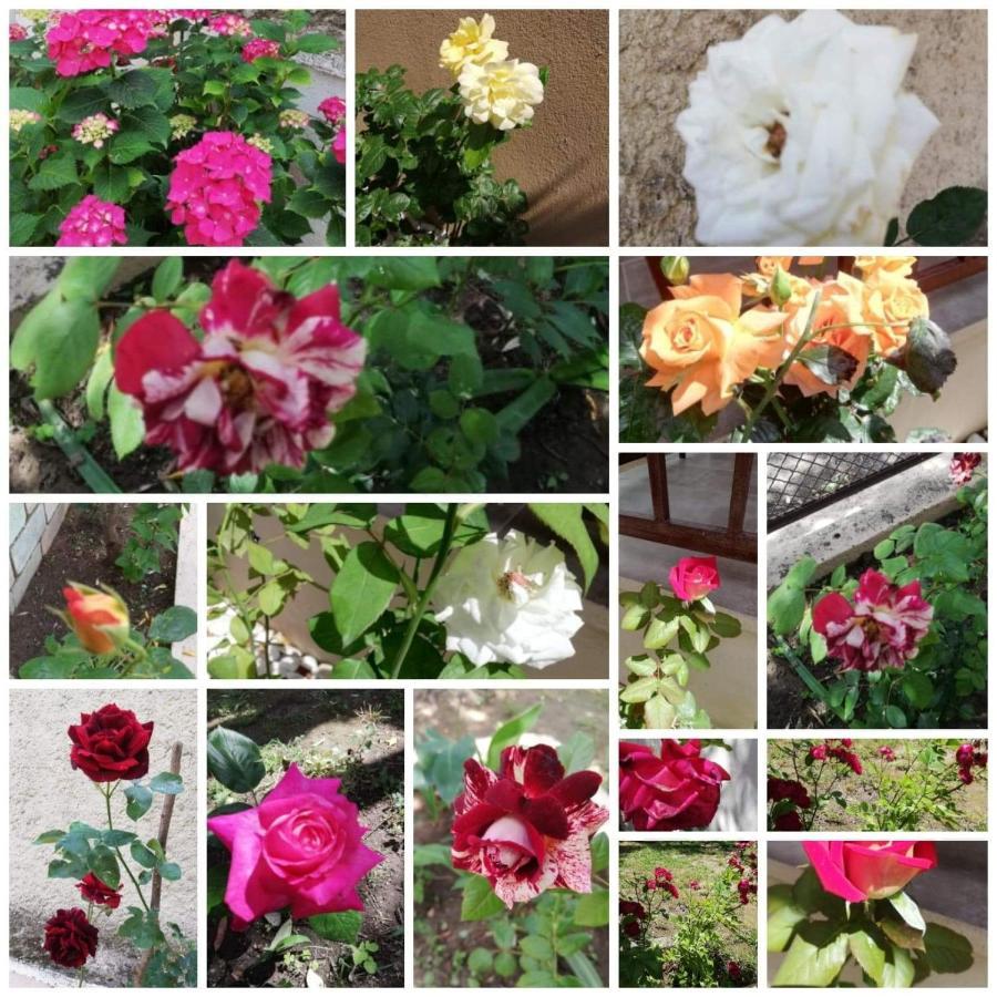 John And Tania's Garden