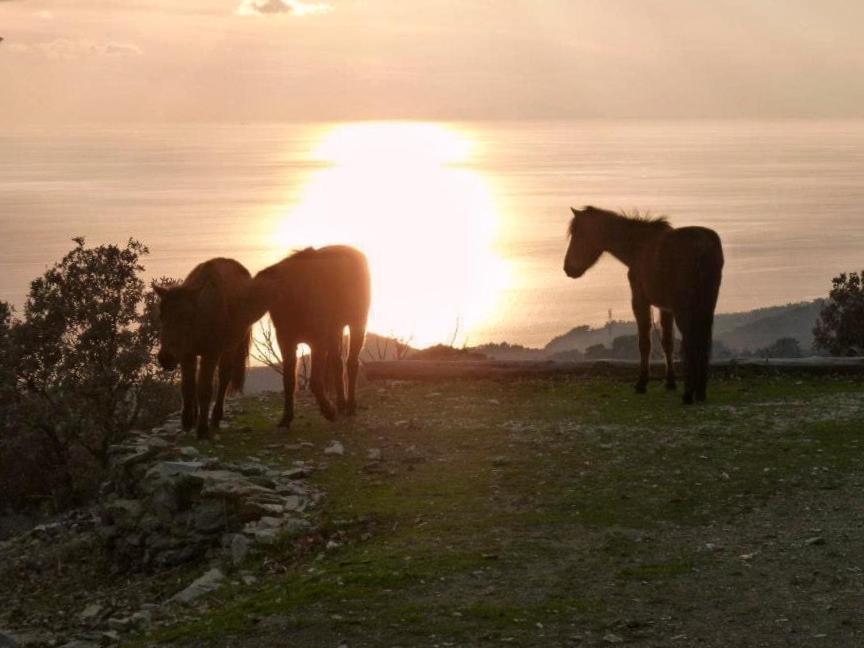 Toumba Eco Farm * Plomari