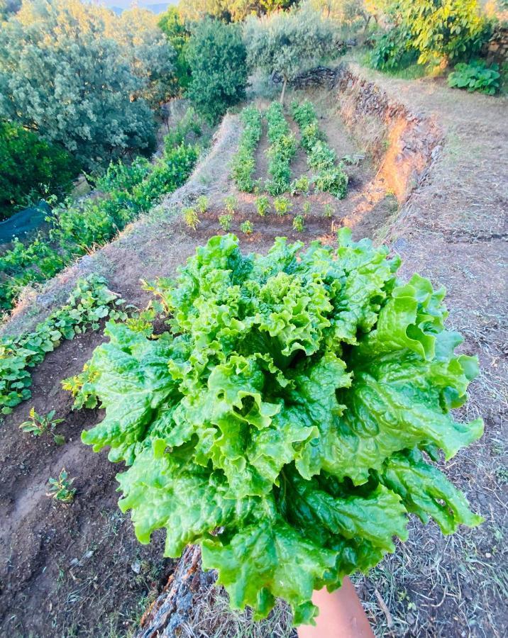 Toumba Eco Farm