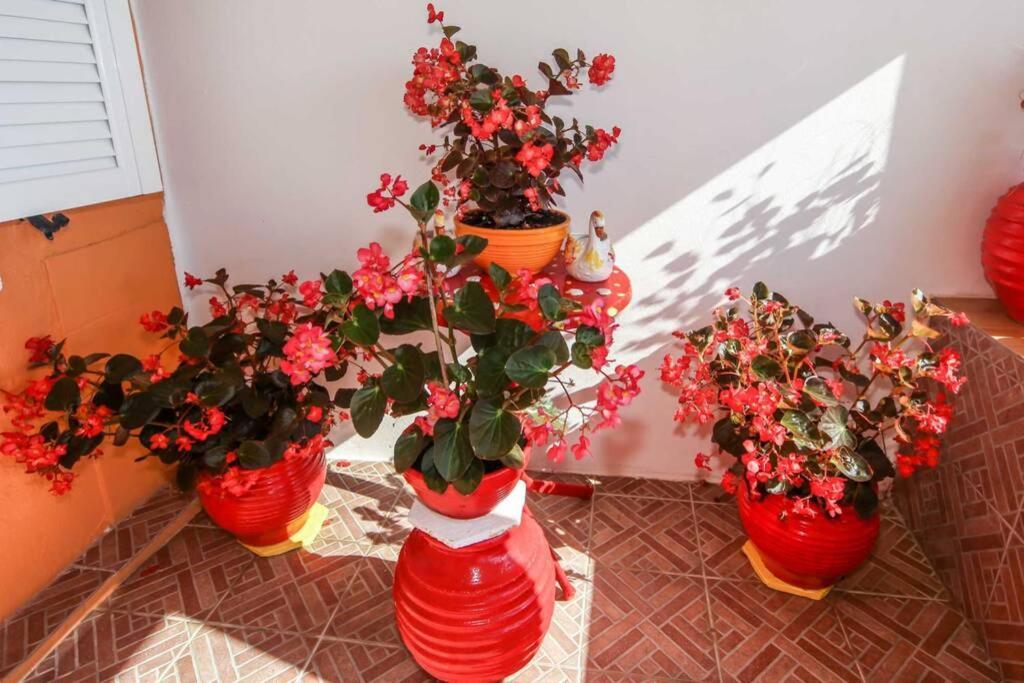 Apartment Elena Mesongi