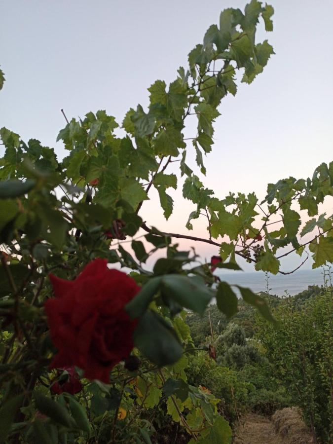 Apartment μπαλκόνι του αιγαίου Father's House In