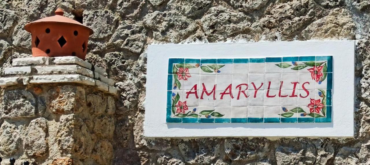 Amaryllis * Paleokastritsa