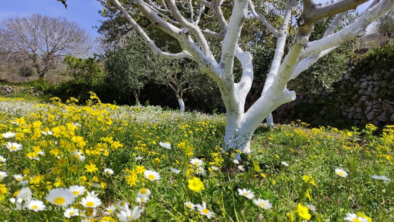 «astrofeggia» A Private Stone House Nature-seaview Holiday home Mandraki (Nisyros)