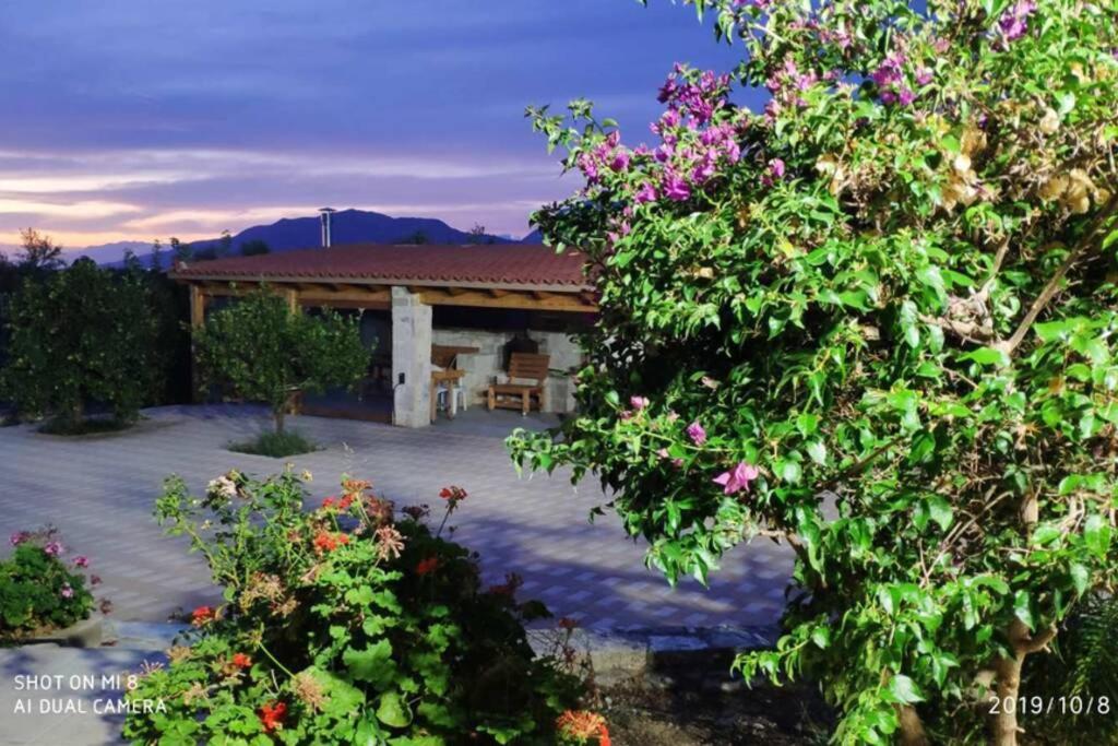 Stonehouse Olivelia - Afrathias *