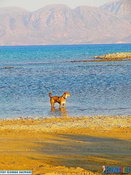 Hotel Almond Tree Elounda (Crete)