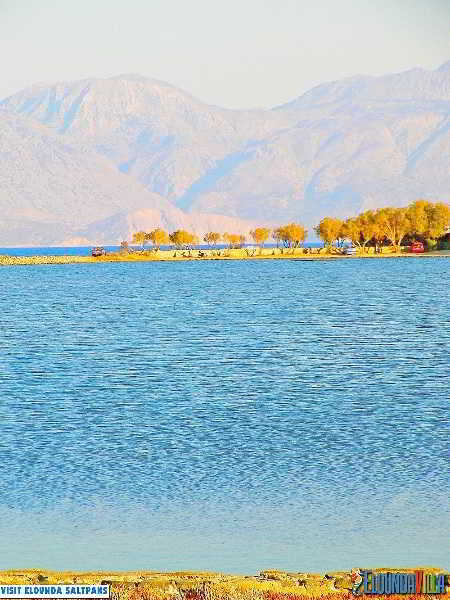 Almond Tree Elounda (Crete)