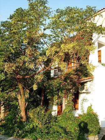 Korali * Ormos (Samos)
