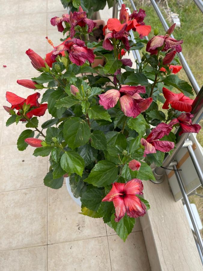 Red Hibiscus Stegna