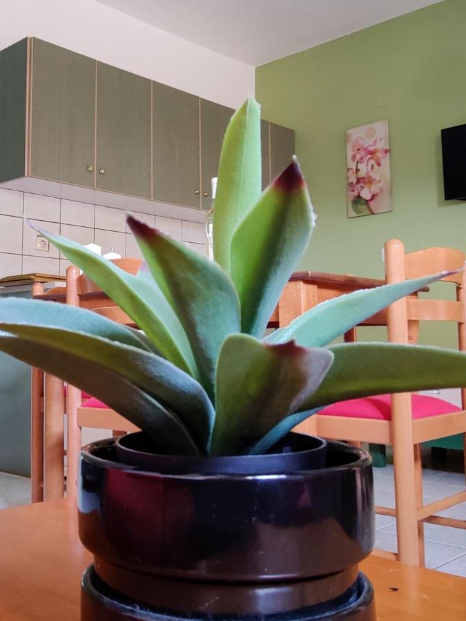 Aloe Apartment