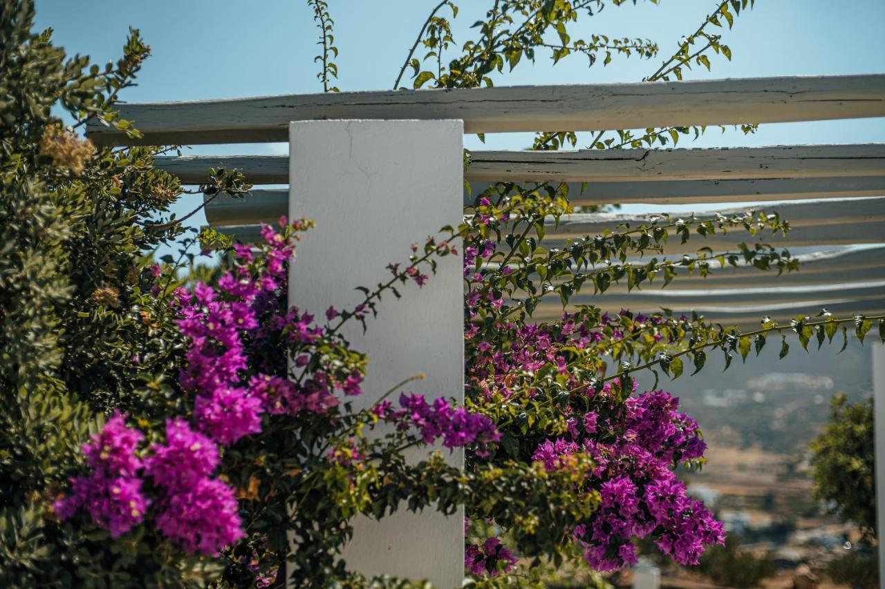 Terra Parikia (Paros)