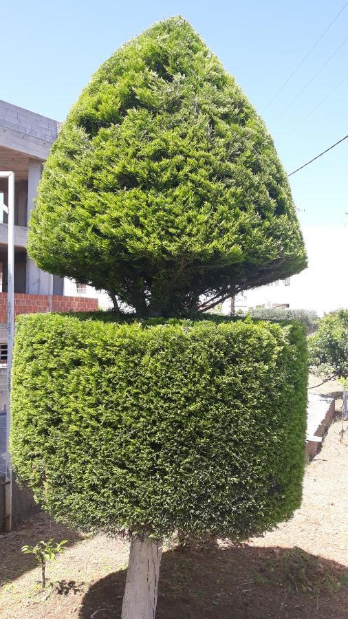 Apartment Pela
