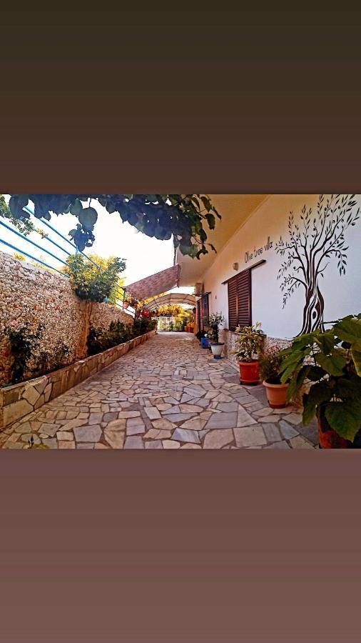 Olive Tree