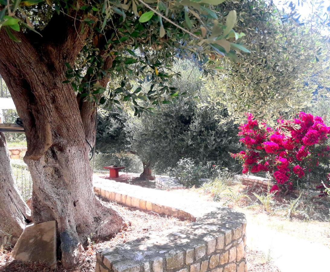 Olivetree House Holiday home