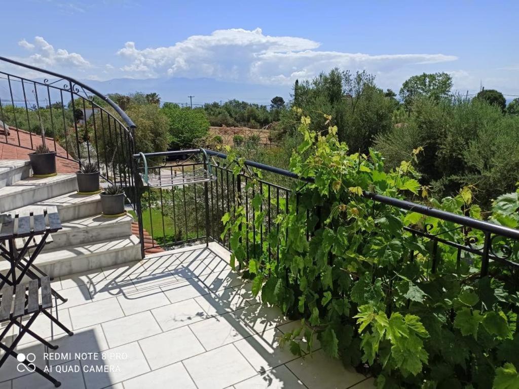 Anastasios Olive Garden * Petalidi