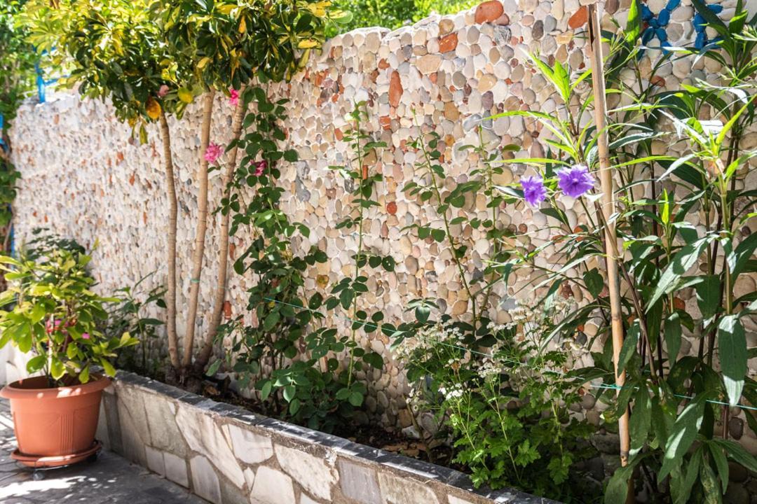 Olive Tree Lygia (Epirus)
