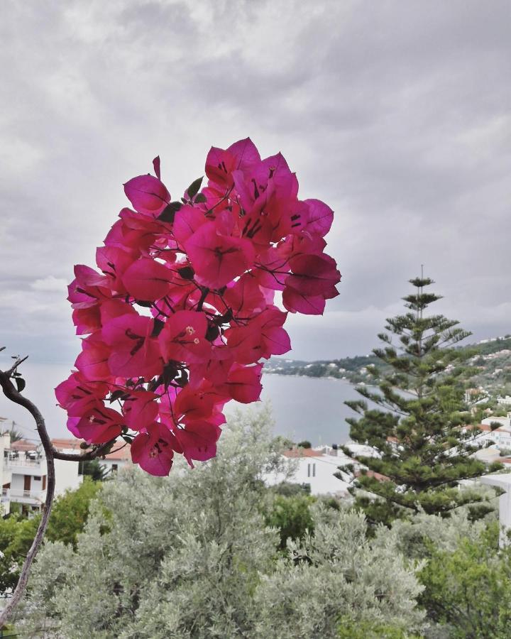 Anna Apartment Megali Ammos (Skiathos)