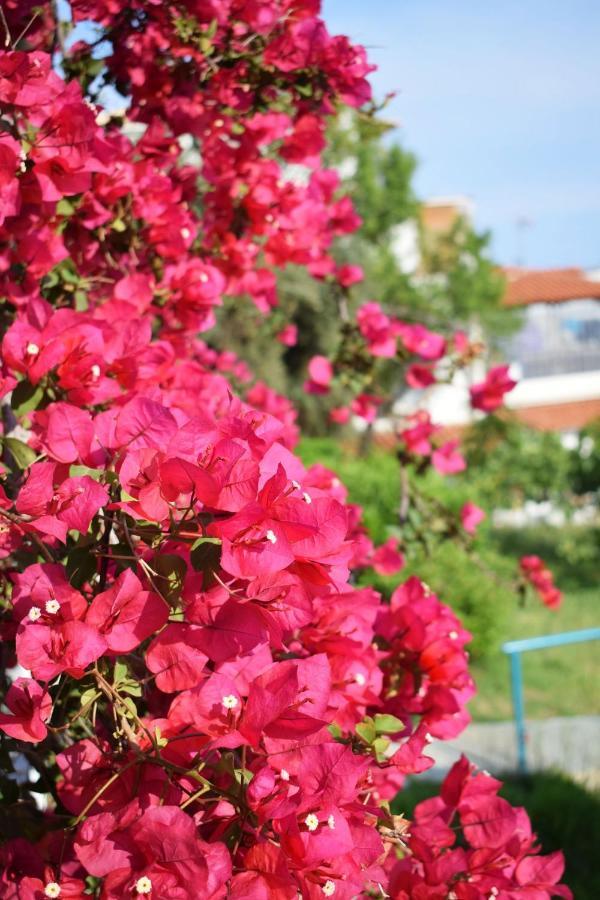 Anna * Megali Ammos (Skiathos)