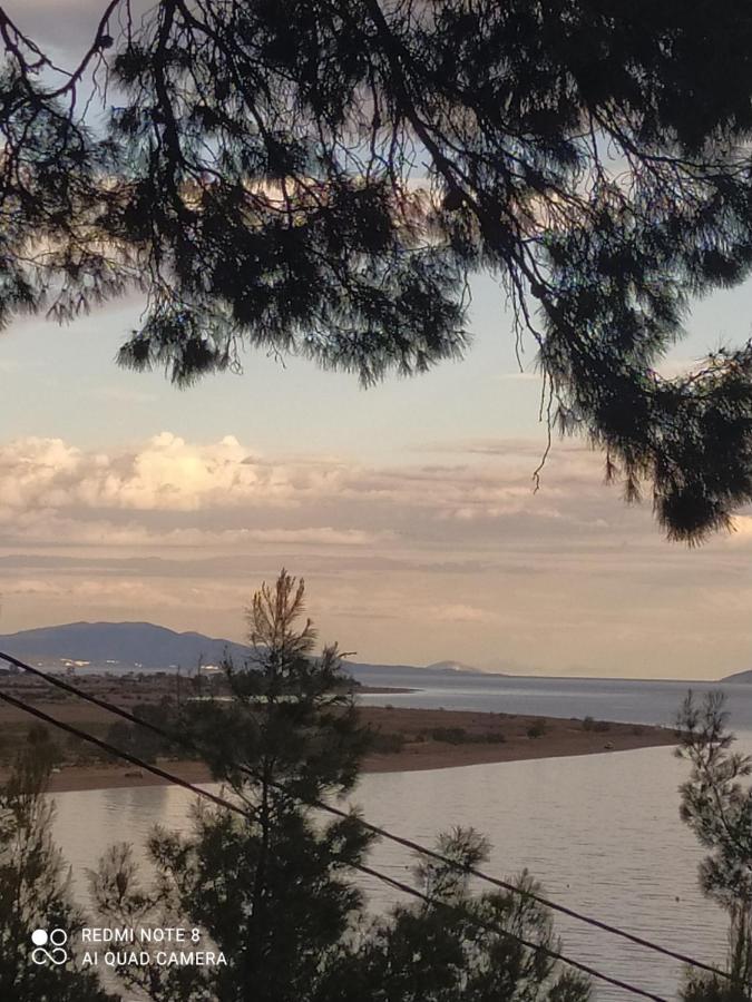 Pefkonas 100 M From The Psakoudia