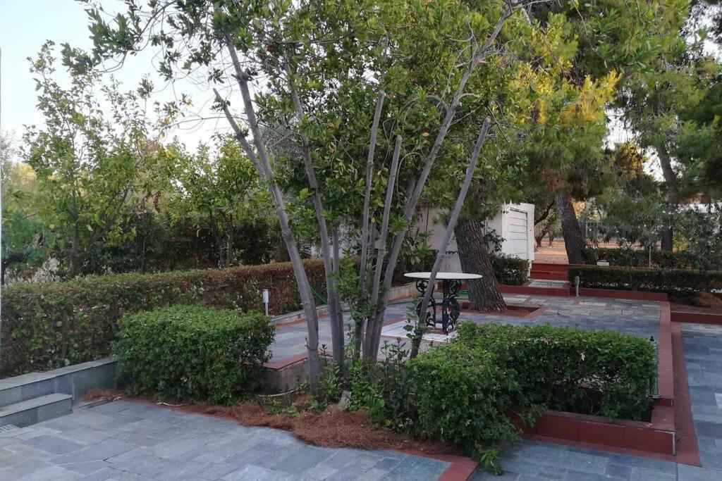 Pine Tree Beachfront Drosia (Central Greece)
