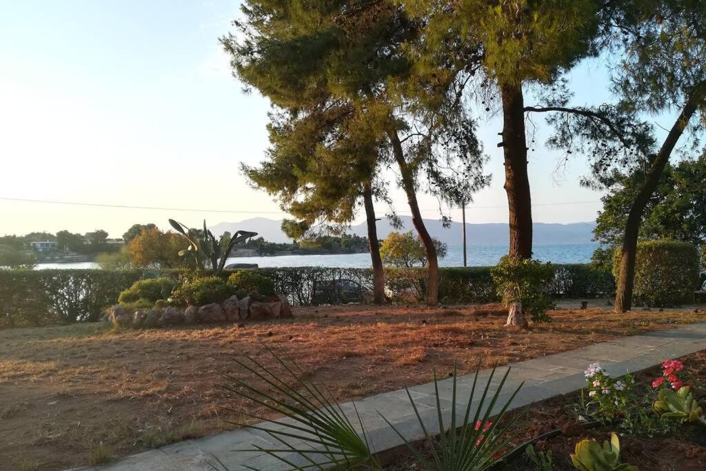 Pine Tree Beachfront Villa *