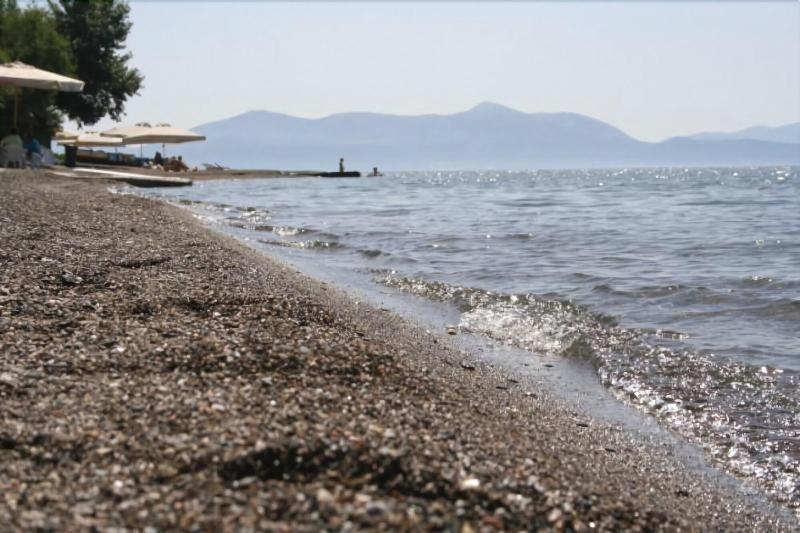 Posidonia Amarynthos