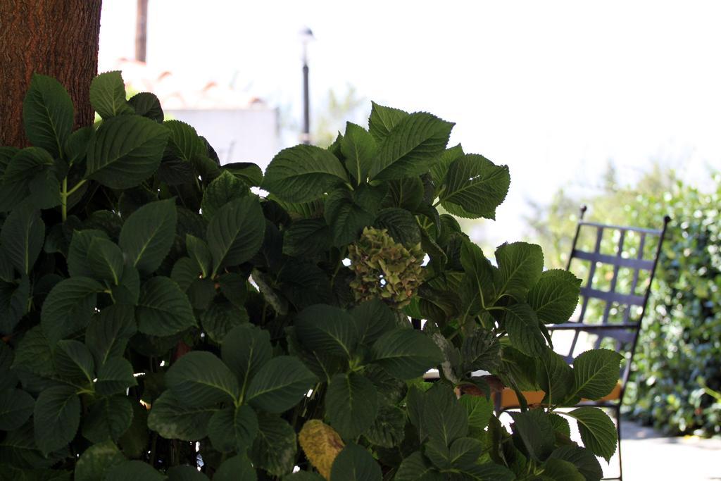 Guest house Kolenti