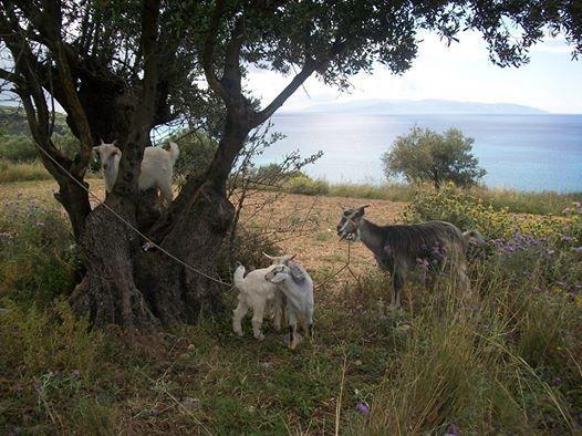 Apartment Ramona Lourdata (Kefalonia)