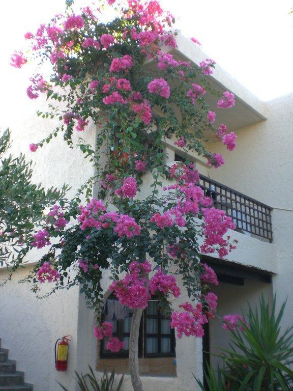 Sandy Hotel Paralia Kourna