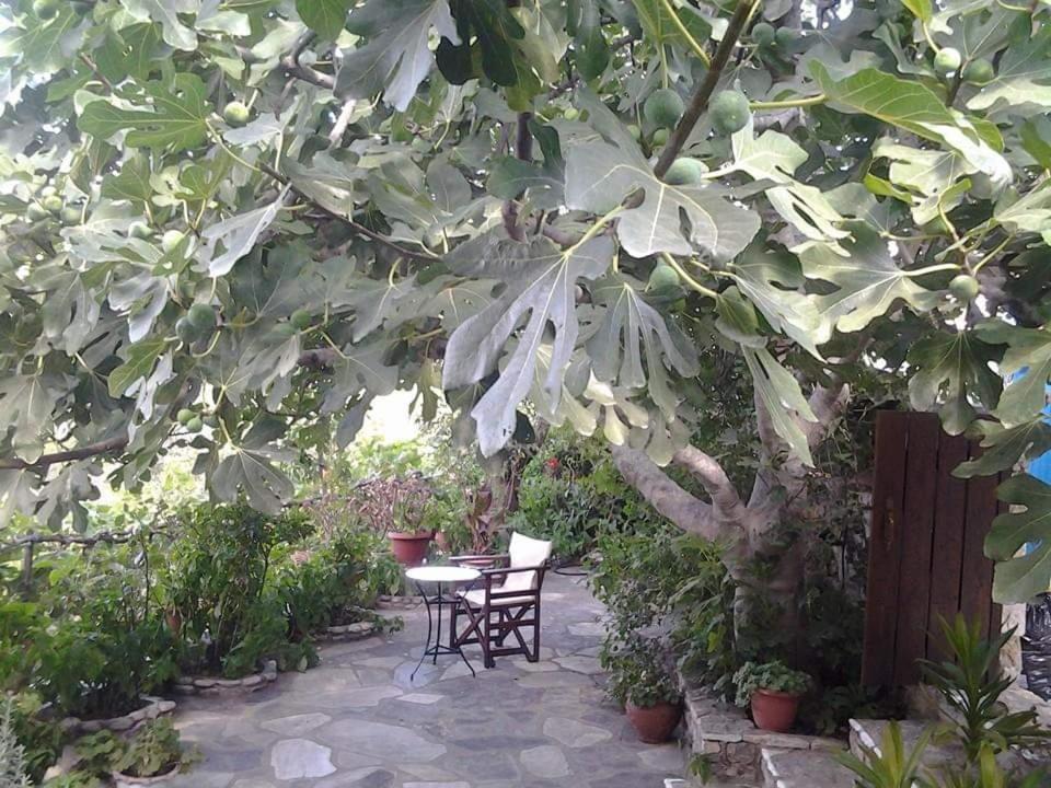 Panayiota