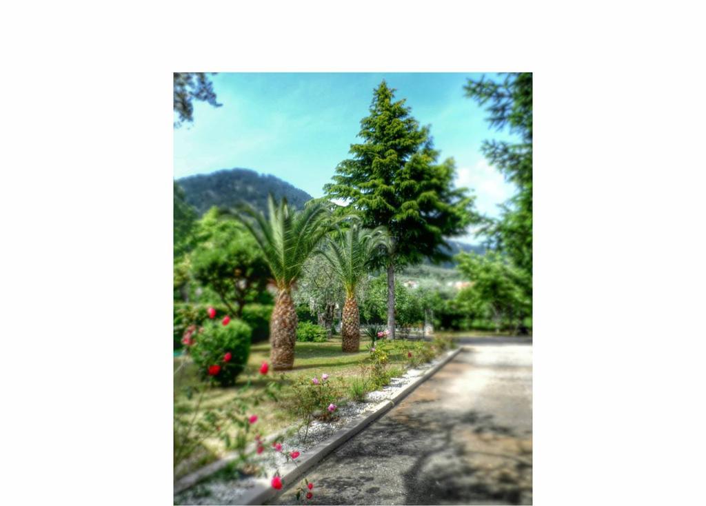 Aneton 2*