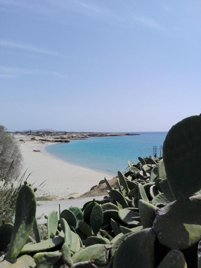 Palmhouses * Afiartis