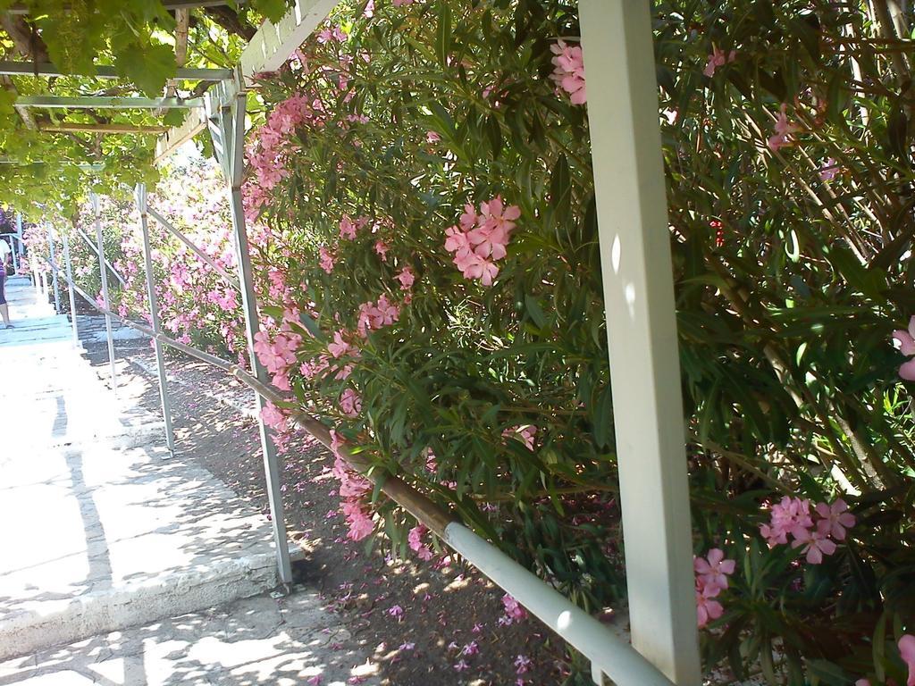 Glicorisa 3* Pythagoreio (Samos)