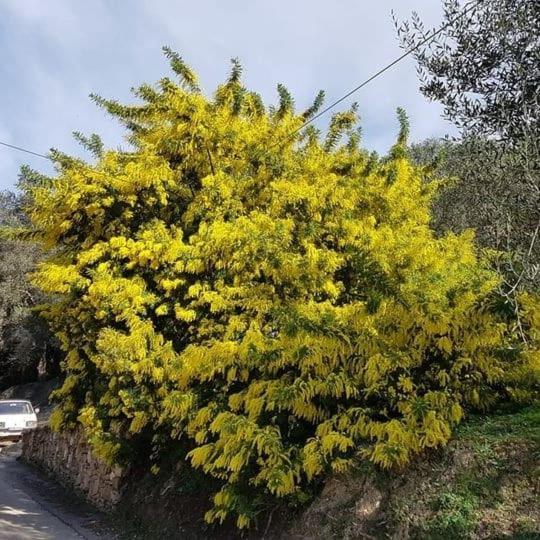 Spiti Melianou