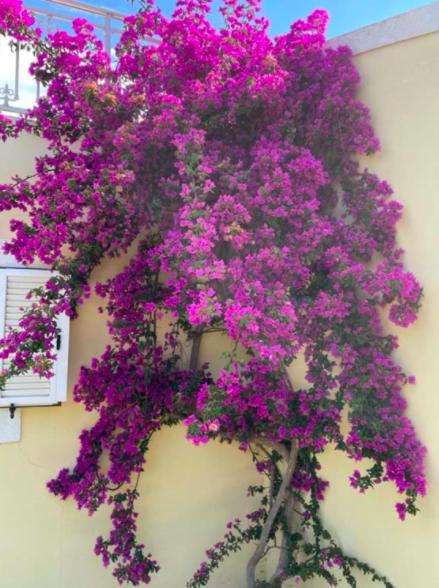 Rose * Agios Stefanos Avliotes (Corfu)