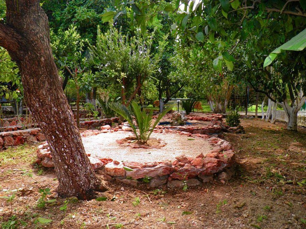 Alpha Stegna Sun 2*