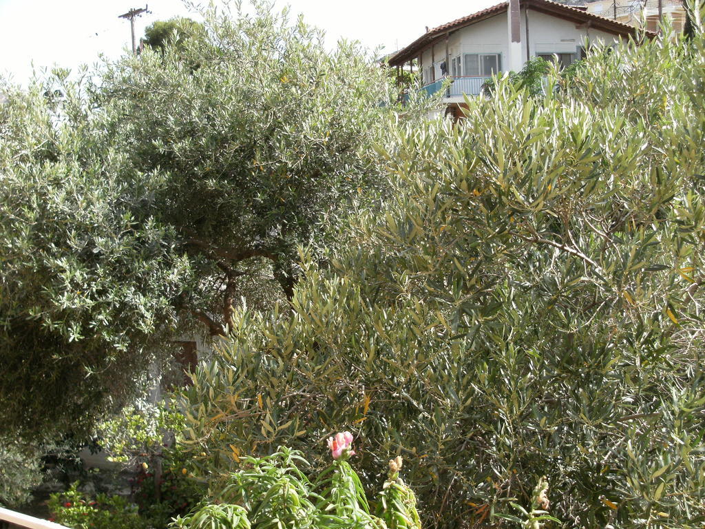 Hotel Katerina *