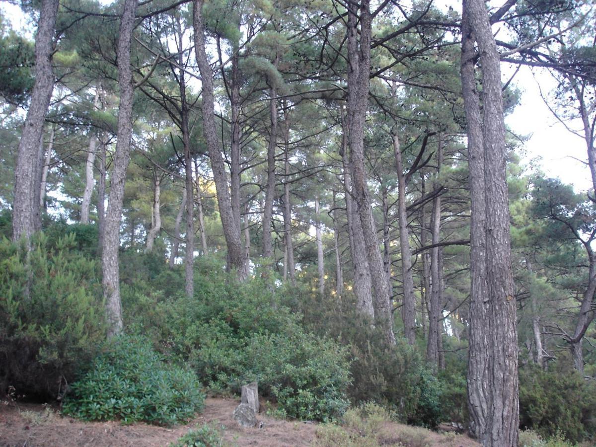 Loft Raxes Kastanies Ikaria # 6 * Raches (Ikaria)