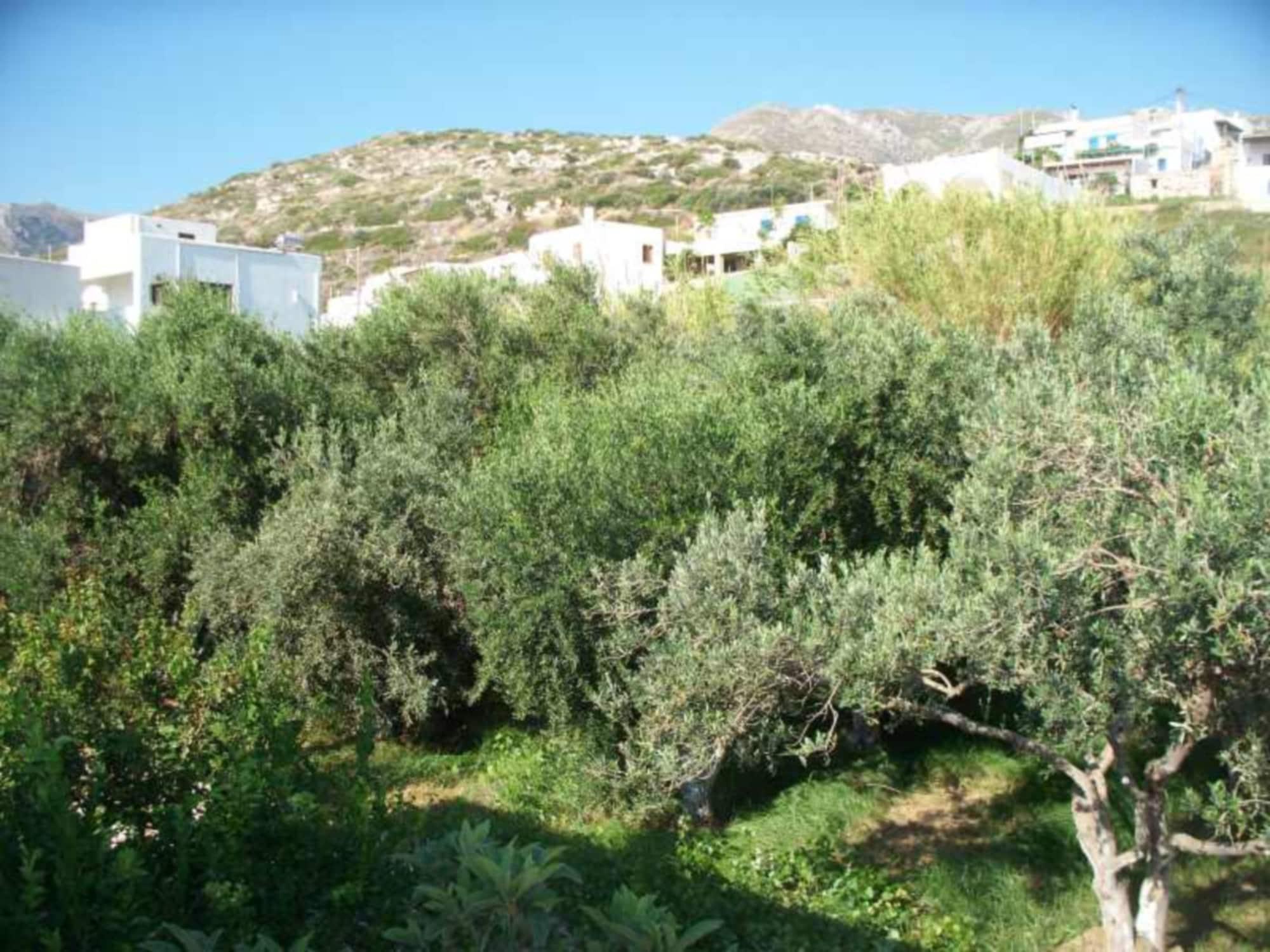 Adonis Naxos