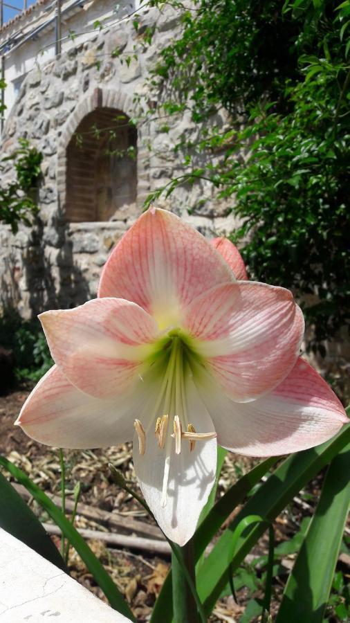 Gaia Hydras Guest house Hydra (Saronic Islands)