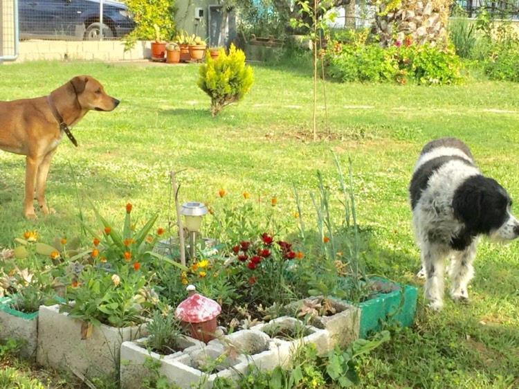 Port Pet Friendly * Limenas (Thasos)