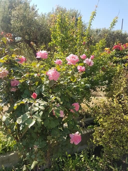 Holiday home Amalthia Sitia (Crete)