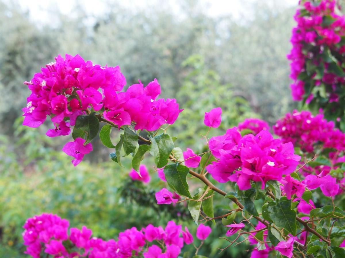 Epidavros Land Christina Country house *