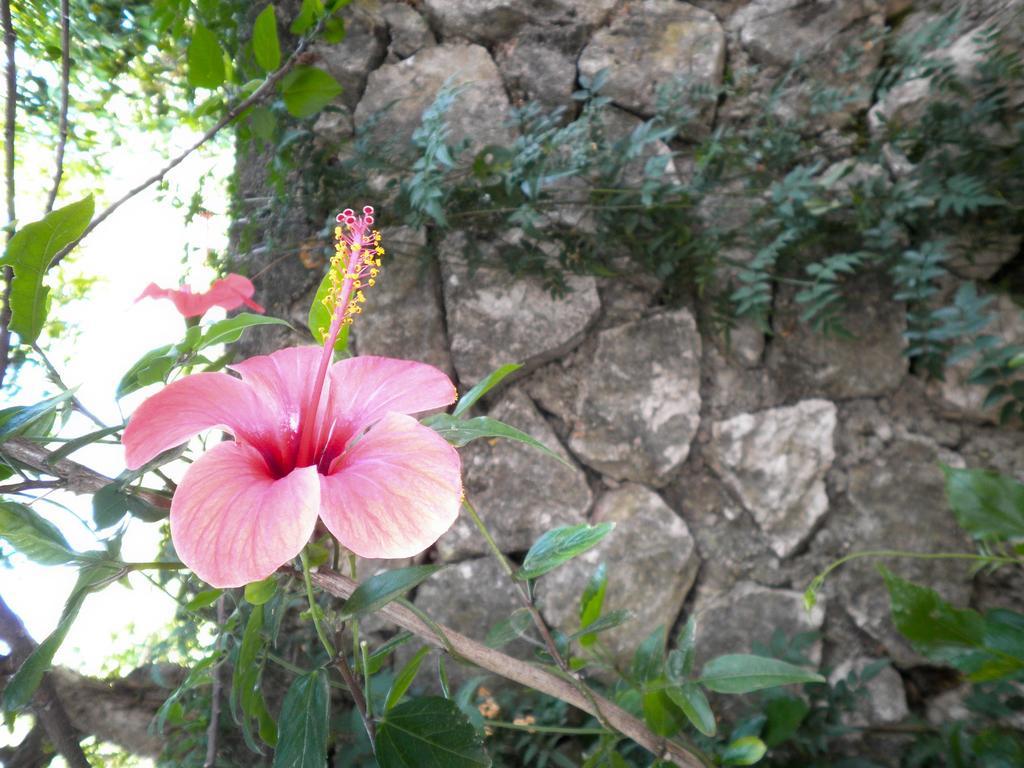 Kostas Studios Vasiliki (Lefkada)