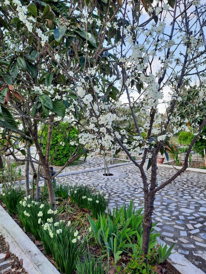 Aktaia Holiday home
