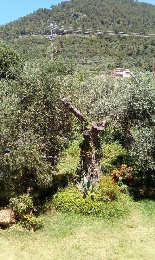 Olive Garden And Apartment Chrysi Ammoudia