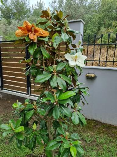 Maisonette Zhana Holiday home Nea Iraklitsa