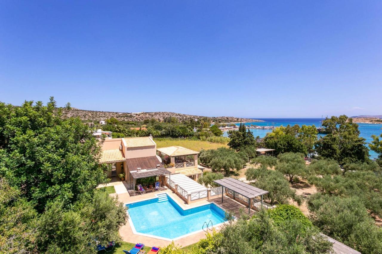 Olive Grove By